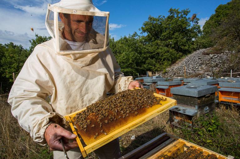 Сколько получают пчеловоды
