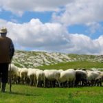Сколько зарабатывает пастух