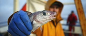 Сколько зарабатывает рыбак в Мурманске или Камчатке
