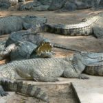 Стоимость открытия фермы крокодилов