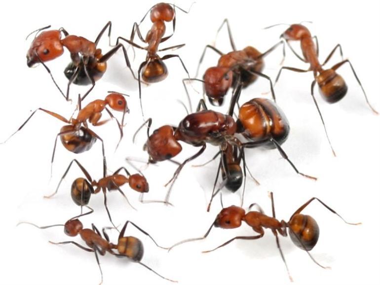Колония азиатских муравьев Camponotus nicobarensis