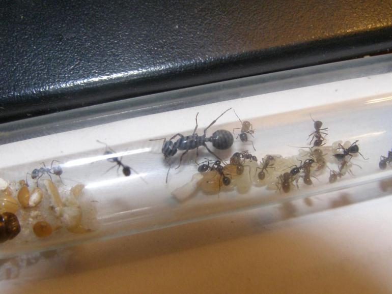 Пробирка с муравьями