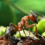 Стоимость создания колонии муравьев