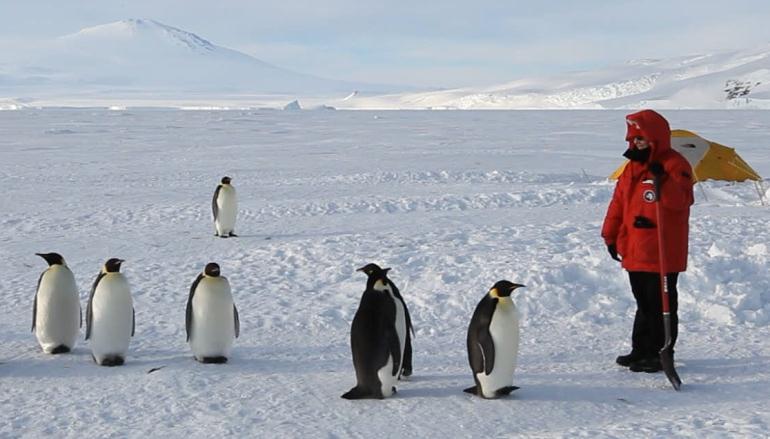 Сколько денег платят переворачивателям пингвинов